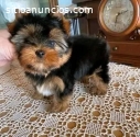 Regalo hermosos cachorros yorkies