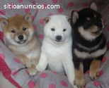 Regalo Shiba Inu