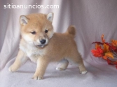 Regalo Shiba Inu