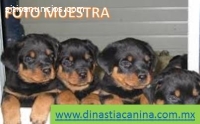 Rottweiler impresionantes Cachorros