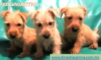 Scottish Terrier, Tenaces cachorritos