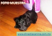 Scottish Terrier, Tenaces cachorritos