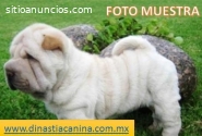 Shar Pei Leales cachorritos