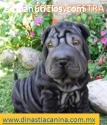 Shar Pei Leales cachorritos