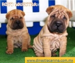 Shar Pei Leales cachorritos