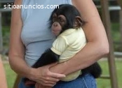 titíes, monos capuchinos, bebés chimpanc