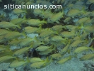 Tour de Buceo en Puerto Morelos