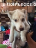 ultimo cachorro husky siberian