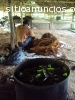 VENTA DE AYAHUASCA A TODO MEXICO !!!!