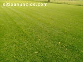 Venta de pasto en rollo ( Cesped )