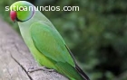 Veterinario de aves silvestres