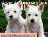 West Highland White Terrier