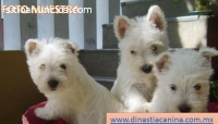 West Highland White Terrier