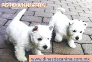 West Highland White Terrier