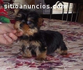 Yorkies Terrier cachorros para su adopci