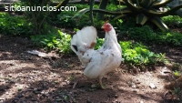 GALLINAS Y GALLOS RAZA ENANA (KIKAS)