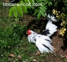 GALLINAS Y GALLOS RAZA ENANA (KIKAS)