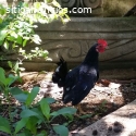 GALLINAS Y GALLOS RAZA ENANA (KIKAS)