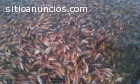 venta alevinos de tilapia al por mayor