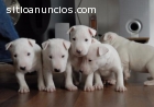 Bull terrier miniatura cachorros