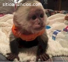 Preciosos monos capuchinos que necesitan