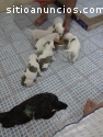 VENTA CACHORROS PITBULL