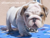 Venta de Mini Bulldog Inglés