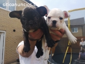 Cachorros de bulldog francés machos y he