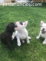 Cachorros de bulldog francés machos y he