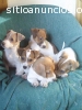 Cachorros Jack Russell