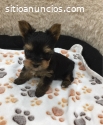cachorros yorkie saludables