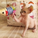 Gatitos Sphynx hipoalergénicos sin pelo