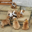 Hermosos cachorros de bulldog inglés mac