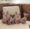 HERMOSOS GATITOS SPHYNX EN VENTA