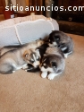 Hermosos pedigrí cachorros de husky sibe