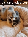 Hermosos pedigrí cachorros de husky sibe