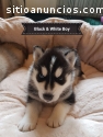 Hermosos pedigrí cachorros de husky sibe