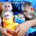 Mono capuchino macho en adopción