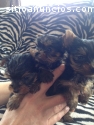 Toy Yorkshire Terriers cachorros