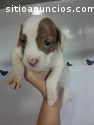 VENTA CACHORROS PITBULL