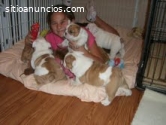 Bulldog Inglés cachorros en adopción