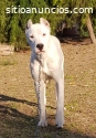 Dogo Argentino - Hembra 7 meses