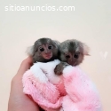 Regalo lindo bebé monos tití para su apr