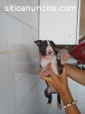 Bull Terrier Ingles