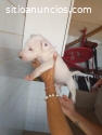 Bull Terrier Ingles