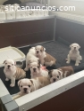 Cachorros Bulldog Inglés Disponibles