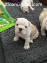 Cachorros Bulldog Inglés Disponibles