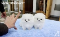 Dos adorables cachorros de Pomerania par