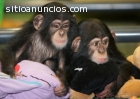mono y chimpancé para la venta