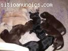 labrador puppies for sale